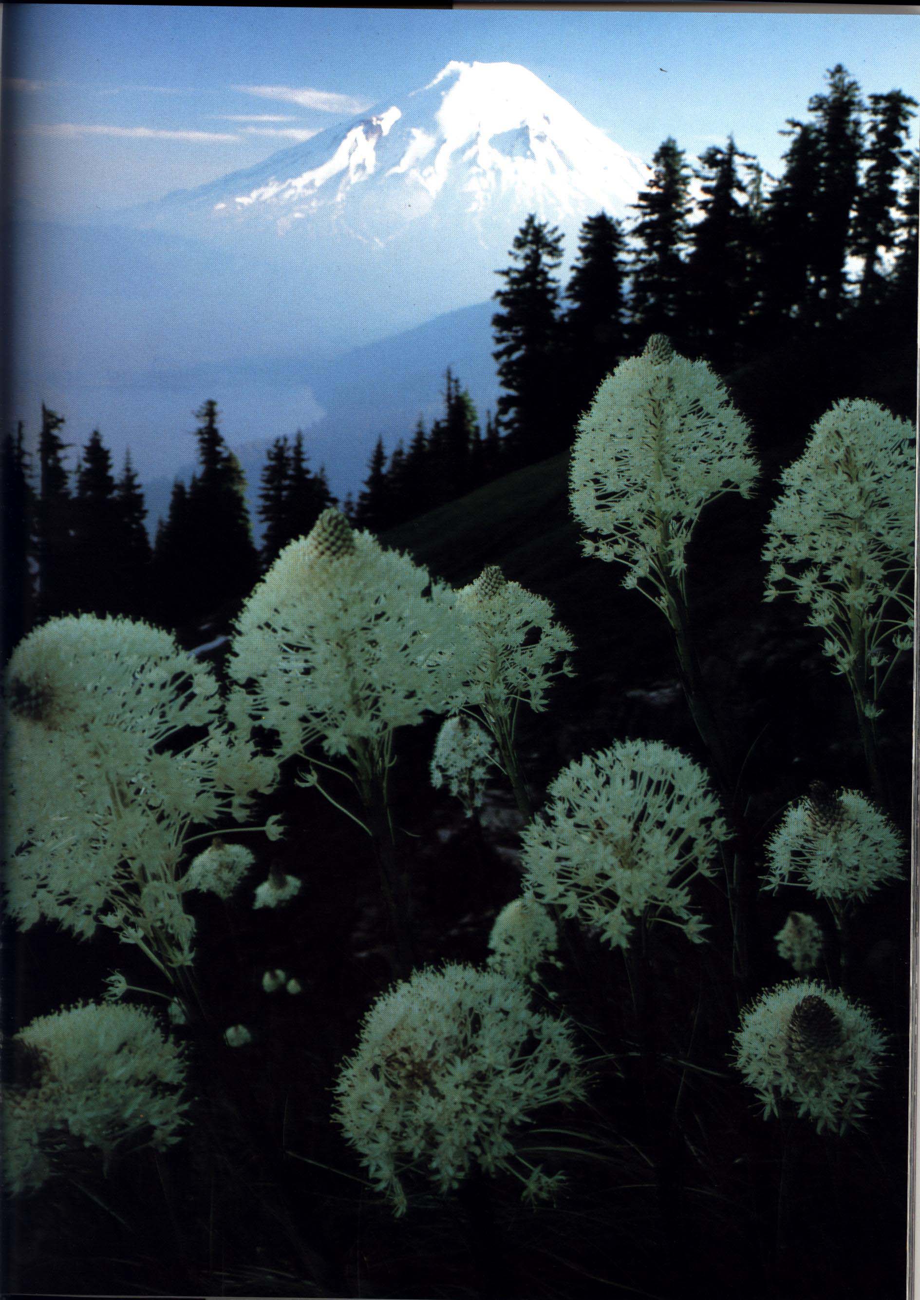 MOUNT ST. HELENS: a changing landscape.GRAR4927b